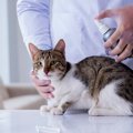 猫に安全な「蚊」よけアイテム5つ　猫が蚊に刺されると危険な場合も…