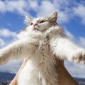 猫は幸福を呼ぶ！？幸せを運ぶ猫の特徴