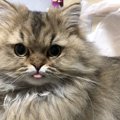 猫が舌をしまい忘れるときの理由4つ