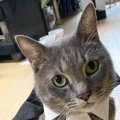 猫が『不満を訴えたい』時にする行動3つ