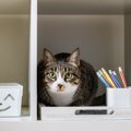 猫がやりがちな『イタズラ』を防ぐための方法3選　伝え方のポイントや…