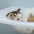 猫ちゃんが喜ぶ部位がわかる！？おさわりマップを試してみた結果…