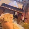 「言えてるｗｗ」お姉ちゃんが猫に『アンパンマン』を教えていたら…完璧に…