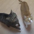 早すぎて見えない？！光の速さでおやつを食べる猫ちゃん