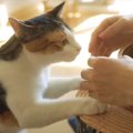 キッチンを覚えた猫ちゃんと終わらない攻防戦！？