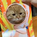 おちゃめで可愛い♡顔はめ絵本で飼い主さんと遊ぶ猫ちゃん♪