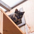 猫の部位別『凄い能力』3選！身体能力が高いワケとは？