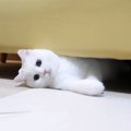 猫ちゃんと過ごす楽しい夏休み