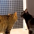 『大好きな人』が家に来ることを察知した２匹のネコ→１時間半後…想像以上…