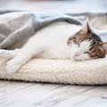 猫が飼い主と『急に一緒に眠らなくなる』のはなぜ？考えられる4つの理由