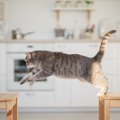 猫が『障害物を上手に避けて歩ける』のはなぜ？猫の驚異の“足さばき”の秘…