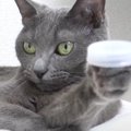 猫の手にペットボトルの蓋を乗せてみたら…新しい遊びが始まっちゃう光…