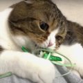 『たくさん遊びたい気分ニャ！』大興奮の猫ちゃん