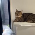 窓から入ってくる『涼しい風を堪能していた猫』→窓が閉められると…まさか…