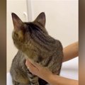 動物病院にやってきた猫→先生が診察室に入ってくると…『可愛すぎる行…