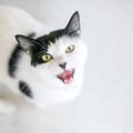 猫が飼い主からの愛情に応えている８つのサイン