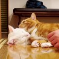 みんなでまったり♪まるで人間のような猫ちゃんたち