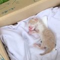 『段ボールに捨てられていた赤ちゃん猫』を保護した結果…大切に育てら…