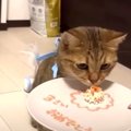 つまみ食いでケーキが小さくなっちゃった！猫ちゃんの誕生日♪