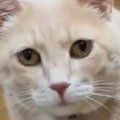 猫の『お気に入りのおもちゃ』で遊ぼうとしたら…『まさかの反応』に爆…