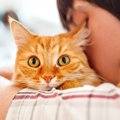 愛猫が病状末期になったときの心構え５つ