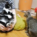 子猫の前で『先輩猫を抱っこ』した結果…嫉妬しまくりな光景が可愛すぎ…