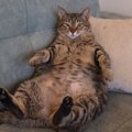 『太っている猫』に起こりうる健康リスク3選　放置すべきでない理由や改善…