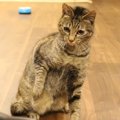 怖いけどパンチ！一生懸命猫パンチをする猫さん