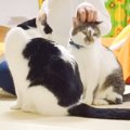 お風呂上がり、ママに甘える２匹の猫→パパも参加しようとしたら…まさかの…