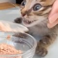 子猫たちに初めての離乳食を与えてみたら…衝撃すぎて表情が変わっちゃ…
