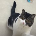 呼ぶと来てくれる猫くん！何度も呼んだらどうなる？