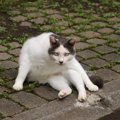 猫の『座り方がおかしい』と思ったら疑うべき病気5選　痛みや違和感が原因…