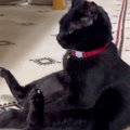 たくましい体勢で『座っている猫』を見ていると…『予想外の展開』が可…