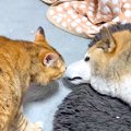 同居犬に甘えたいネコ→鳴き声でアピールして…たまらなく可愛い『愛が…
