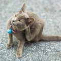 猫に『首輪』は必要？考えられるメリット・デメリット　嫌がる子には他の…