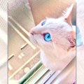 【話題】まるで宝石！美しすぎる瞳を持つ猫さん