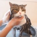 初めての泡風呂に入れてみたら…猫とは思えない『まさかの姿』が85万再…