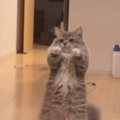 好奇心旺盛だけど『ビビり』な猫→飼い主さんが脚を上げると…まさかの『可…