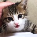 撫でてほしい子猫→何度も足を登ってきて…あまりにも可愛い『全力アピール…