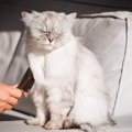 愛猫が高齢期を迎えたら…『シニア仕様に見直すべきお世話』5選