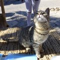 香川の猫島2か所への行き方やマナー、おすすめポイント