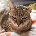 猫が『大嫌いな人』にする行動や仕草５つ