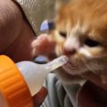 早くミルクが飲みたい子猫→お父さんが哺乳瓶で飲ませてあげると…『ほ…