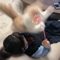 『顔の上で猫じゃらし』を振る女の子→猫がジャンプすると…まさかの『…