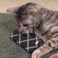 賢い！猫ちゃんの"スマホ封じ"が可愛すぎる♡