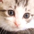 ミルクを飲んで『お腹いっぱいになった子猫』→いつもの寝床へ向かうも…可…