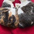 『とっても仲良しな2匹の猫』が一緒に眠っているところを見ると…完璧に『…