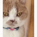下痢や血便、何年もお腹の調子が悪かった猫→何をしても改善しないと思…