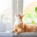 猫は『留守番が得意』なのは本当なの？家を出る前にチェックしておくべき…