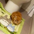 トイレのドアを開けたら…可愛すぎる猫バスに316.7万再生の大反響！「…